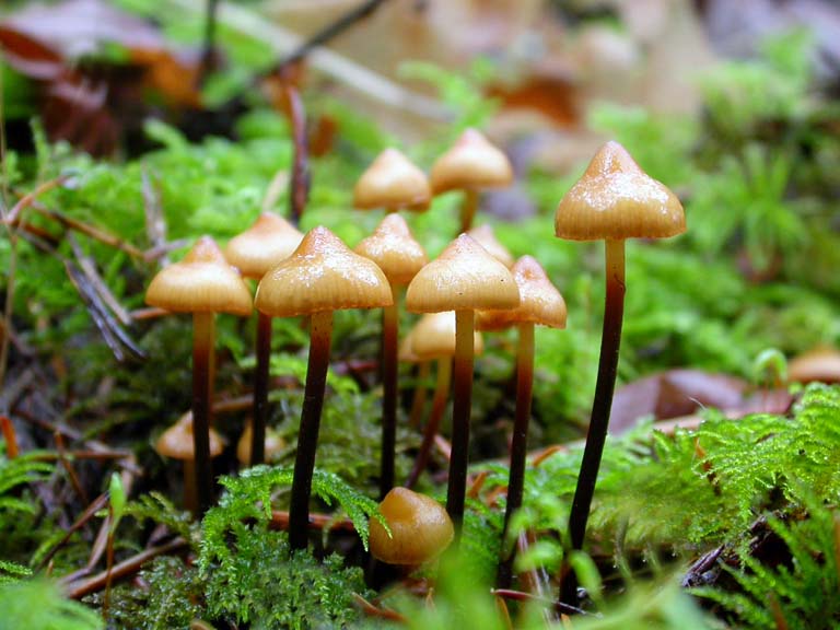 Phaeocollybia attenuata